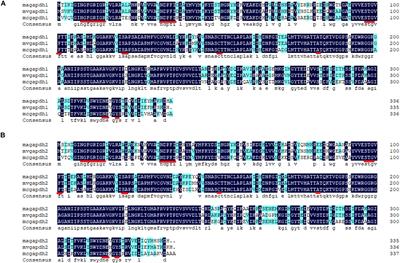 The Role of Glyceraldehyde-3-Phosphate Dehydrogenases in NADPH Supply in the Oleaginous Filamentous Fungus Mortierella alpina